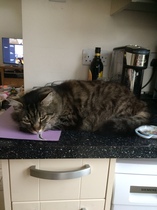 (light hearted -ish) about DH and my cat collection