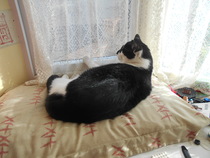 What's your DCat up to today? Episode 6, Return of the... Cats?