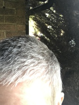 Head shave to go grey