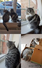 What's your DCat up to today? Episode 6, Return of the... Cats?