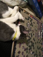What's your DCat up to today? Episode 6, Return of the... Cats?