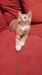 kitten klaxon