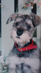 Breed Suggestions Please