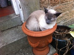 Week 4 - just got to KOKO