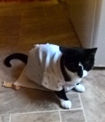 vets started to spay.......