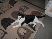 How has your cat changed?