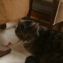 (light hearted -ish) about DH and my cat collection