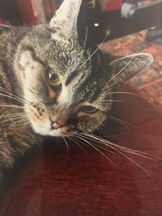 Please can we have a thread for cats no longer with us?