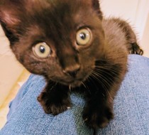 Help me name our black kitten