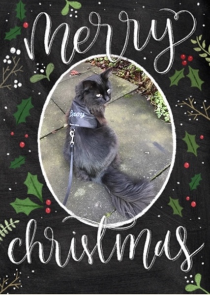 'To a Very Special Cat at Christmas'