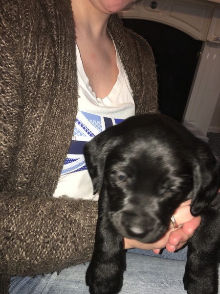 Puppy Survival Thread Part 5!