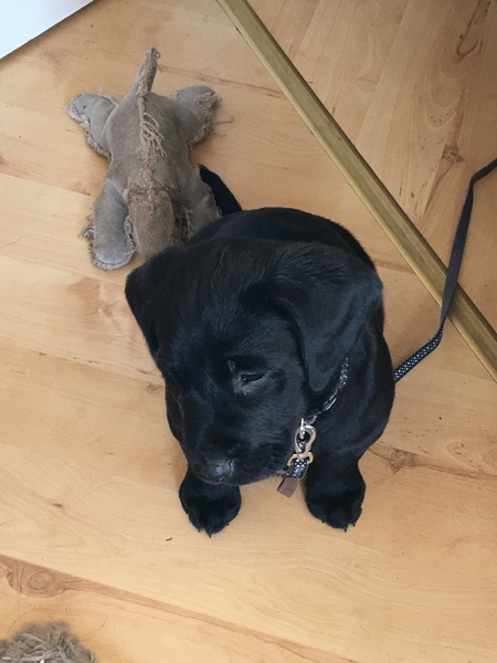 Puppy Survival Thread Part 5!