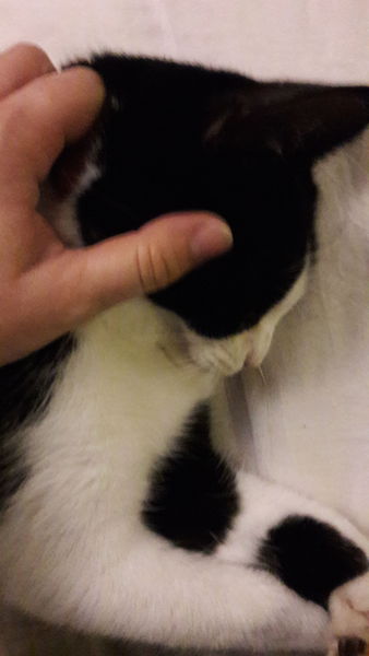 HathCat missing - what do we do?