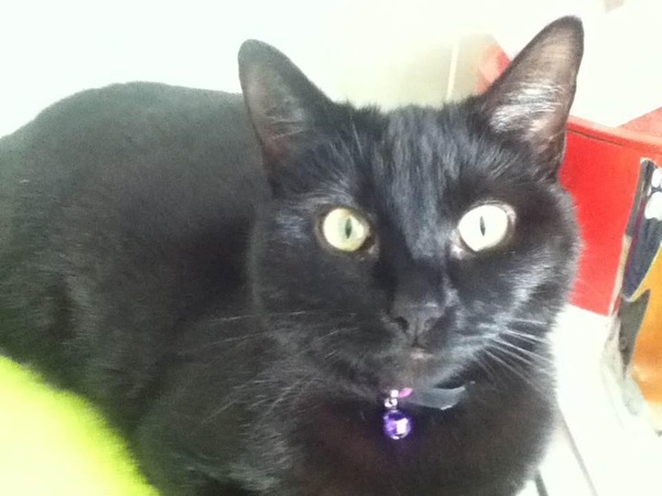 A black cat....