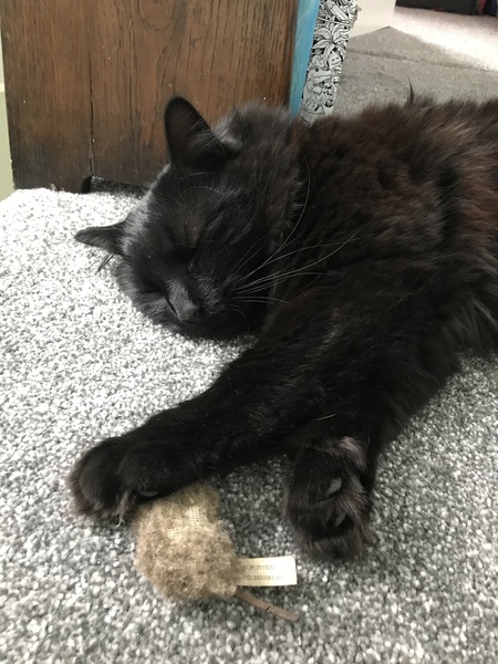 Is there one particular toy your cat is obsessed with?