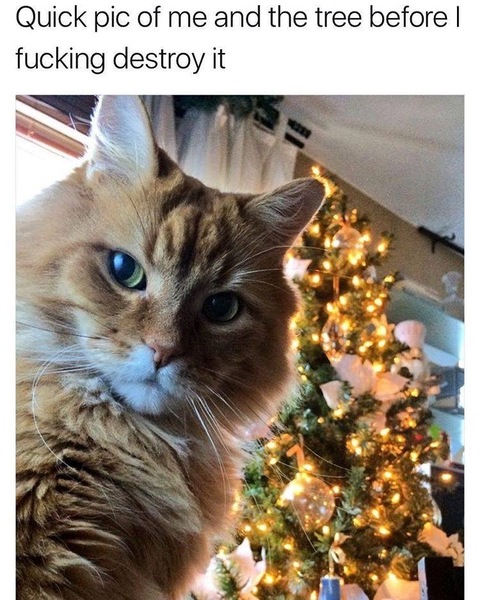 Can we have a funny cat stuff from the web thread?