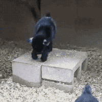 To goat or not to goat ...