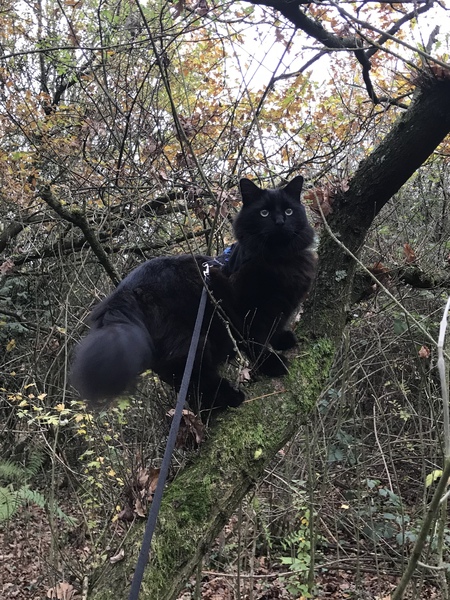 A black cat....