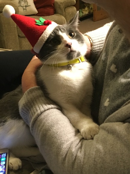 Christmas Cats