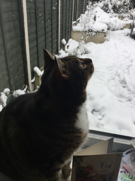 Cats and snow