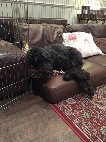 TPLO recovery - cruciate ligament