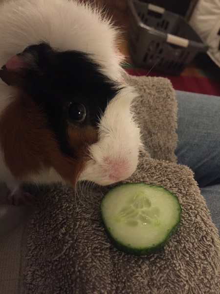 Guinea pig not eating after castration