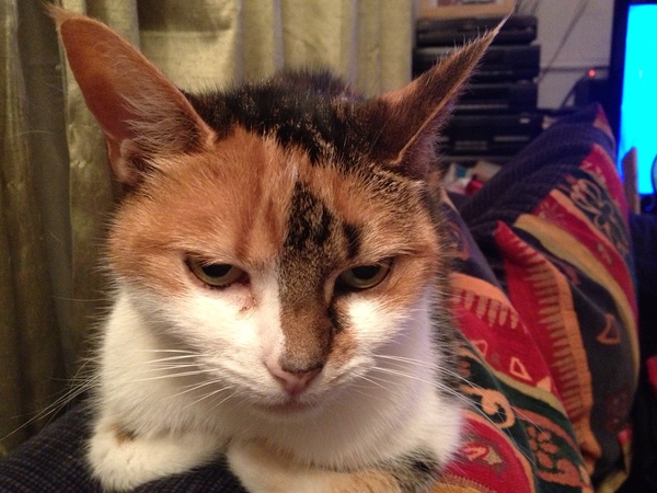 Cat dilemma