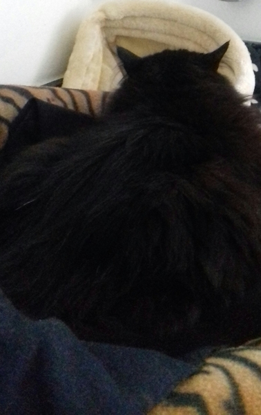 What's your DCat up to today? Episode 6, Return of the... Cats?