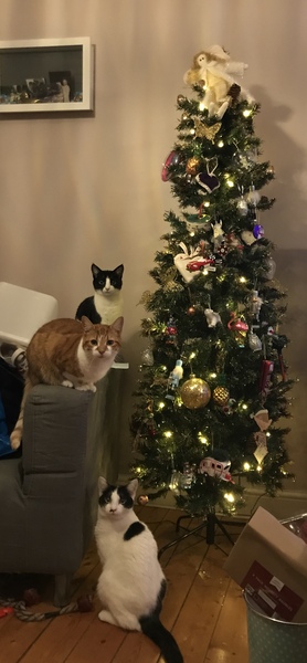 Cat climbing on christmas tree