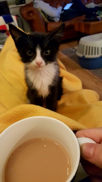 Vet says my boy kitten is not ready to be neutered