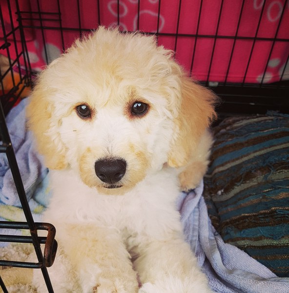 Puppy Survival Thread Part 5!