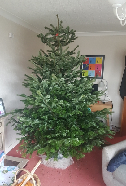 I don't like the tree
