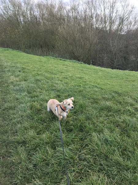 Inheriting a dog