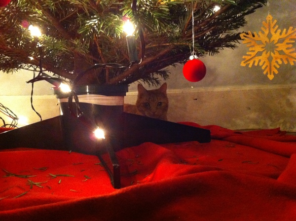 Cat climbing on christmas tree