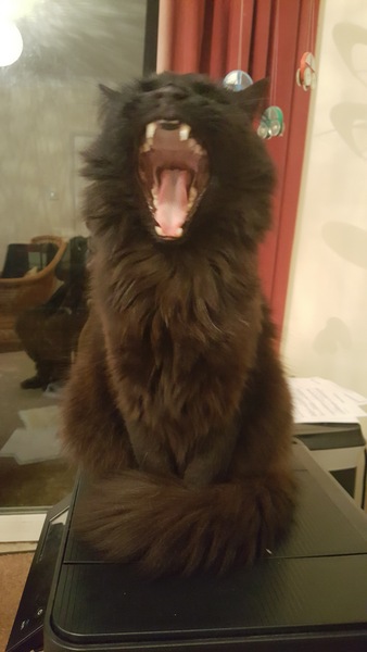 What's your DCat up to today? Episode 6, Return of the... Cats?