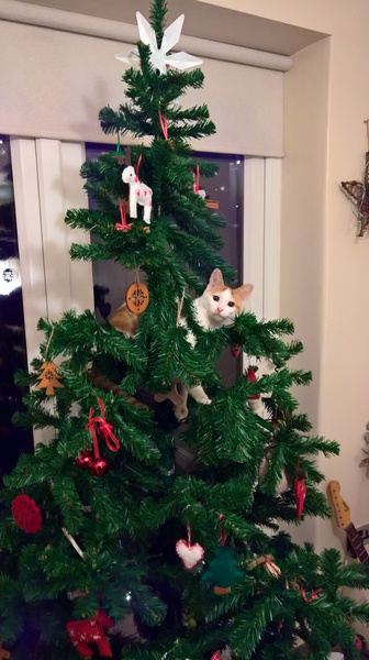 Cat climbing on christmas tree