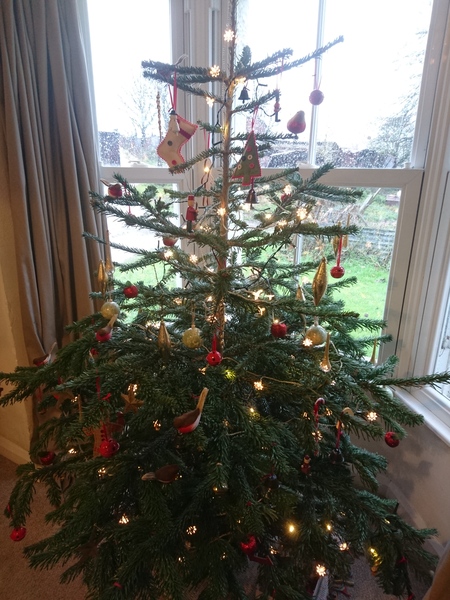 Help me sort out my shit tree!