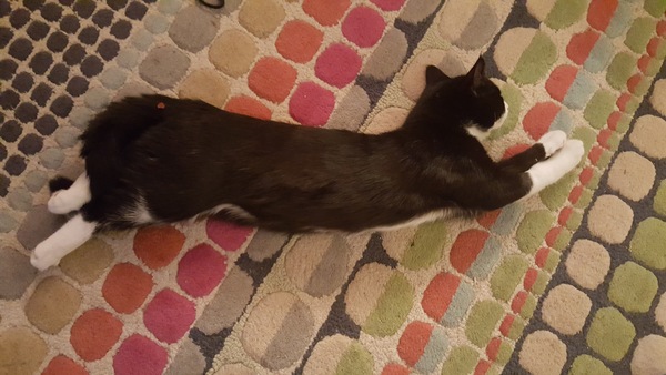 Vet says my boy kitten is not ready to be neutered