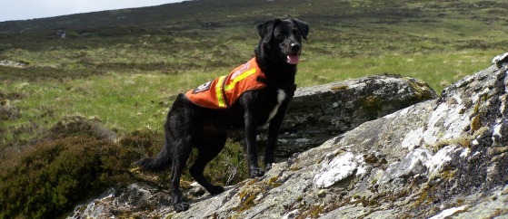 You don't have a "rescue", you have a fucking dog!