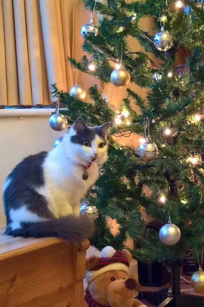 Christmas Cats