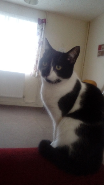 My cats picky with food