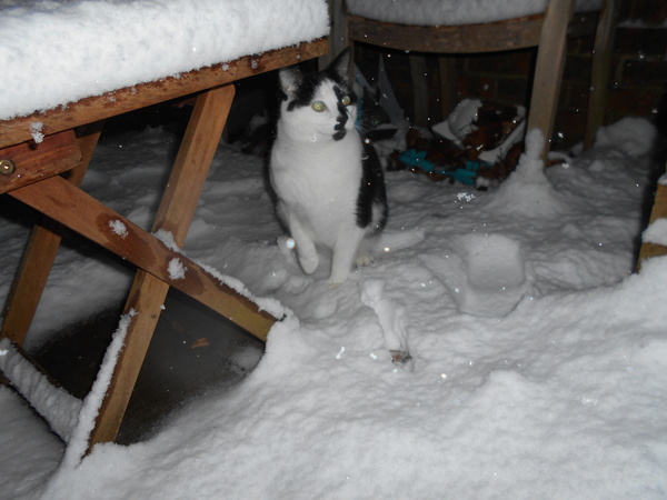 What's your DCat up to today? Episode 6, Return of the... Cats?