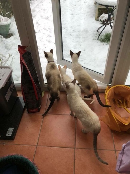 What's your DCat up to today? Episode 6, Return of the... Cats?