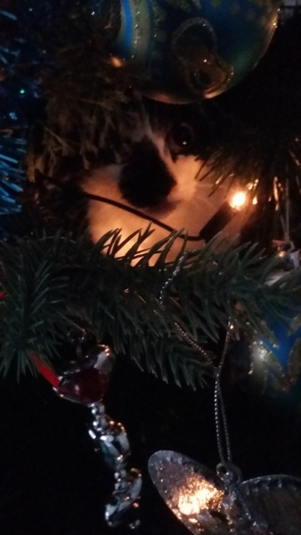 Cat climbing on christmas tree