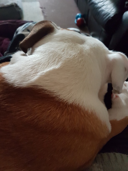 Puppy Survival Thread Part 5!