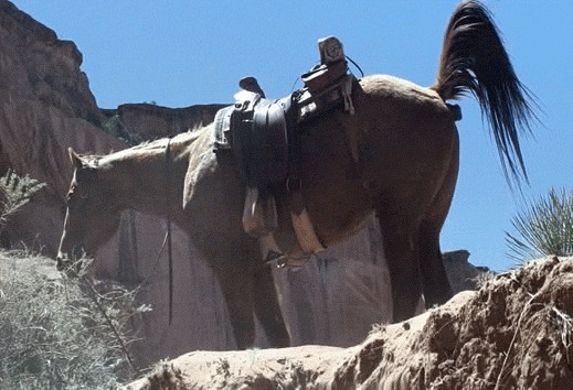 AIBU - Horse riders pick up poo?