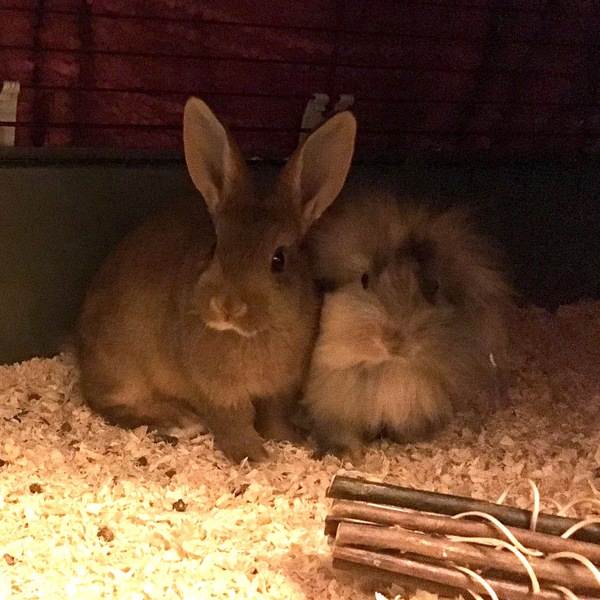 House rabbits