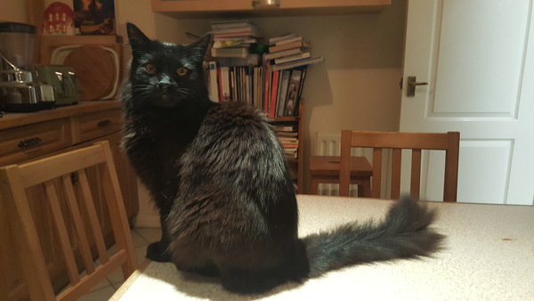 What's your DCat up to today? Episode 6, Return of the... Cats?