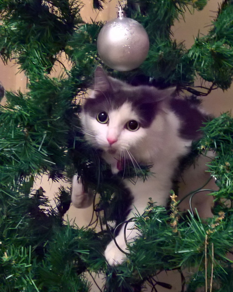 Cats at Christmas thread