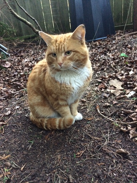 Stray cat - biting the hand that feeds